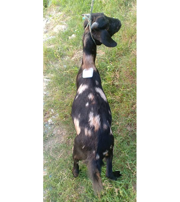 দেশী সাদা কালো ছাগল (17.9 KG) 