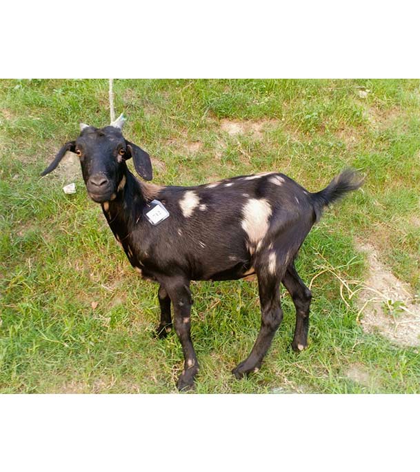 দেশী সাদা কালো ছাগল (17.9 KG) 
