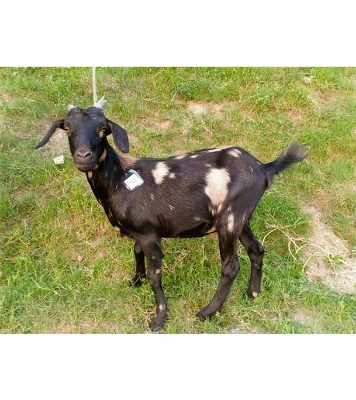 দেশী সাদা কালো ছাগল (17.9 KG) 