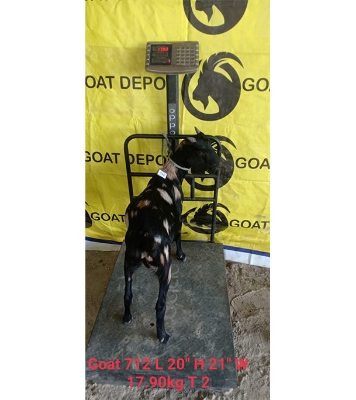 দেশী সাদা কালো ছাগল (17.9 KG) 
