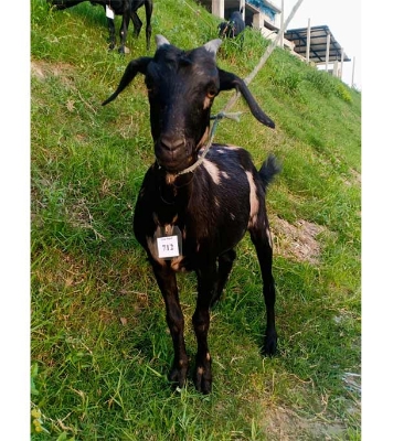 দেশী সাদা কালো ছাগল (17.9 KG) 