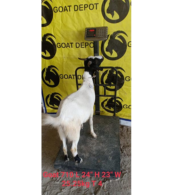 দেশী সাদা ছাগল (25.25 KG) 