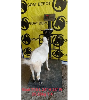 দেশী সাদা ছাগল (25.25 KG) 