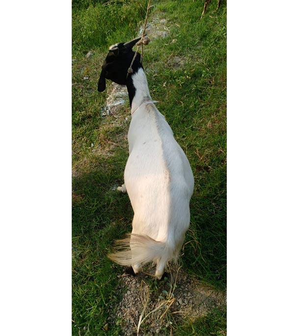 দেশী সাদা ছাগল (25.25 KG) 