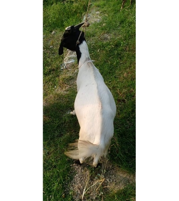 দেশী সাদা ছাগল (25.25 KG) 