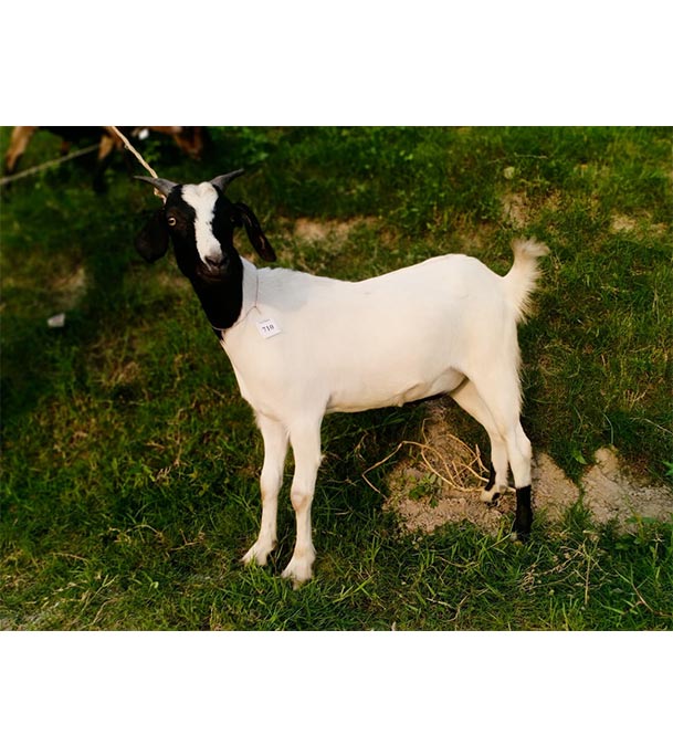 দেশী সাদা ছাগল (25.25 KG) 