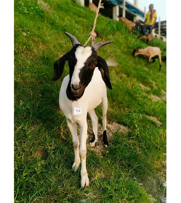 দেশী সাদা ছাগল (25.25 KG) 