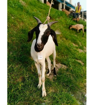 দেশী সাদা ছাগল (25.25 KG) 