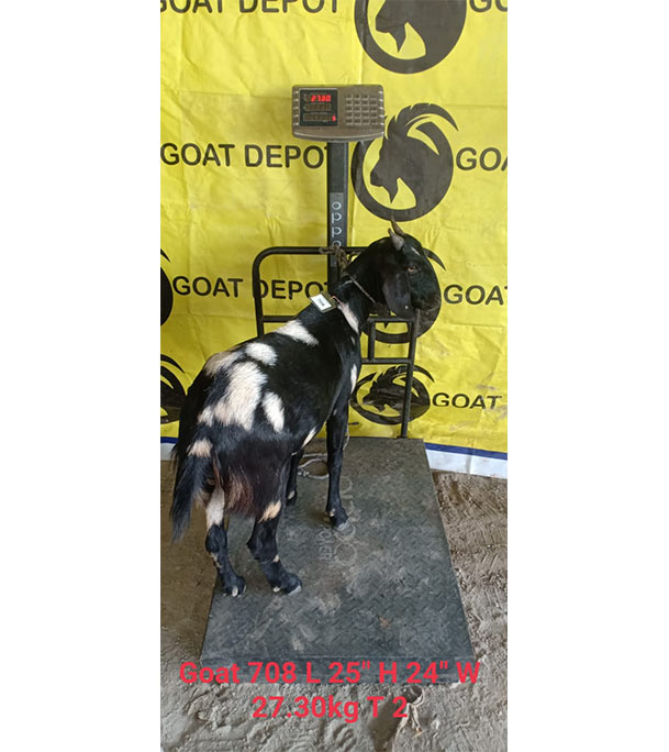 দেশী সাদা কালো ছাগল (27.3 KG) 