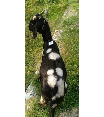 দেশী সাদা কালো ছাগল (27.3 KG) 
