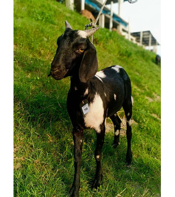 দেশী সাদা কালো ছাগল (27.3 KG) 