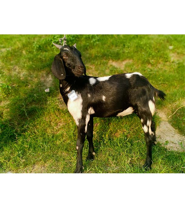 দেশী সাদা কালো ছাগল (27.3 KG) 