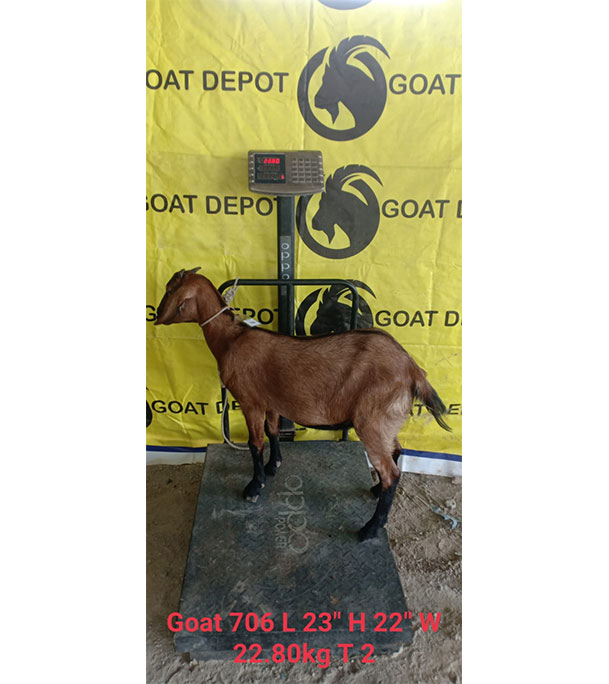  দেশী লাল ছাগল (22.8 KG) 