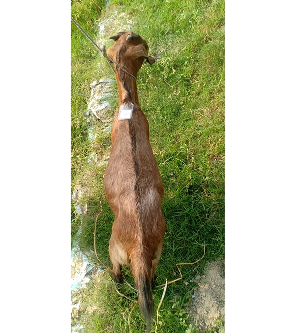  দেশী লাল ছাগল (22.8 KG) 