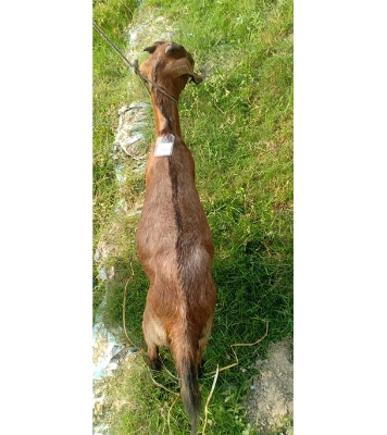  দেশী লাল ছাগল (22.8 KG) 