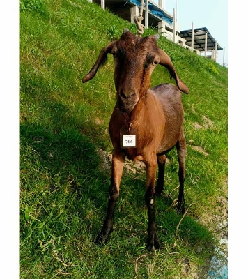  দেশী লাল ছাগল (22.8 KG) 