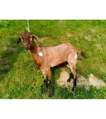  দেশী লাল ছাগল (22.8 KG) 