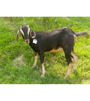  দেশী কালো ছাগল (23.95 KG) 