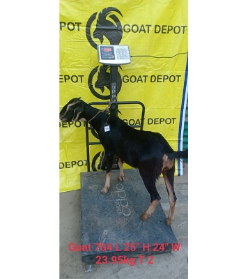  দেশী কালো ছাগল (23.95 KG) 