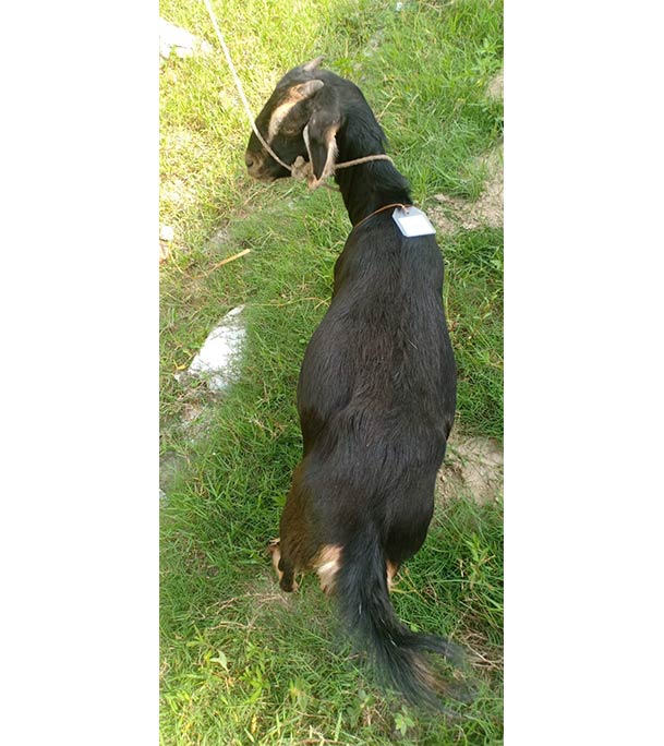  দেশী কালো ছাগল (23.95 KG) 