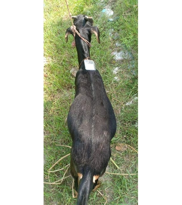 দেশী কালো ছাগল (21 KG) 