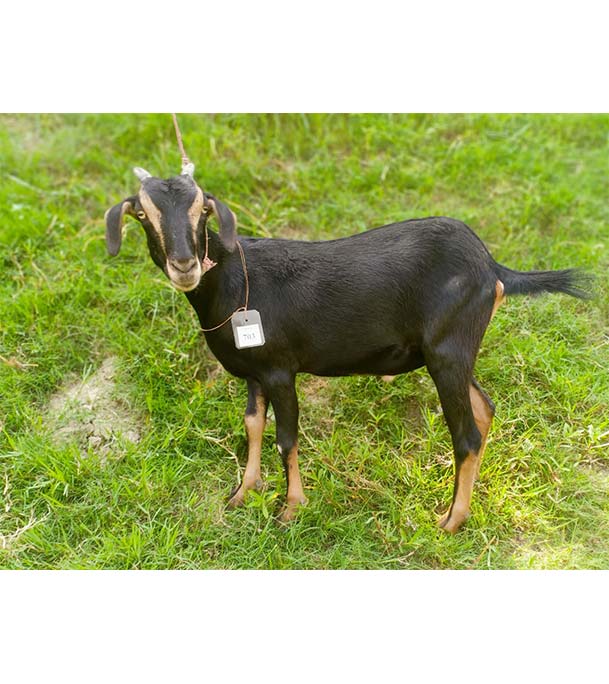 দেশী কালো ছাগল (21 KG) 