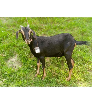 দেশী কালো ছাগল (21 KG) 