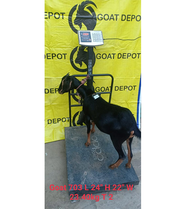 দেশী কালো ছাগল (21 KG) 