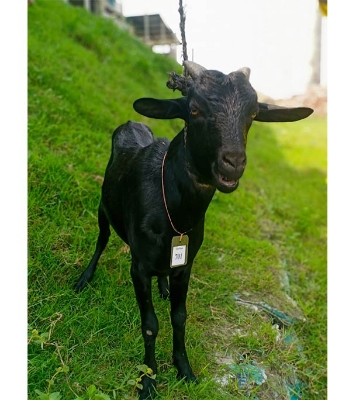 দেশী কালো ছাগল (21 KG) 