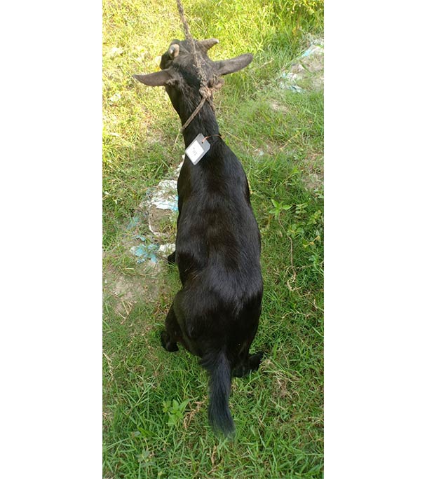 দেশী কালো ছাগল (21 KG) 