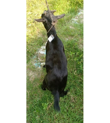 দেশী কালো ছাগল (21 KG) 