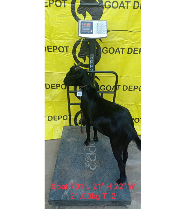 দেশী কালো ছাগল (21 KG) 