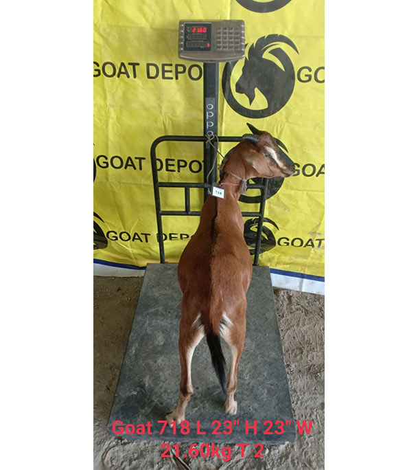 দেশী লাল ছাগল (21.6 KG) 