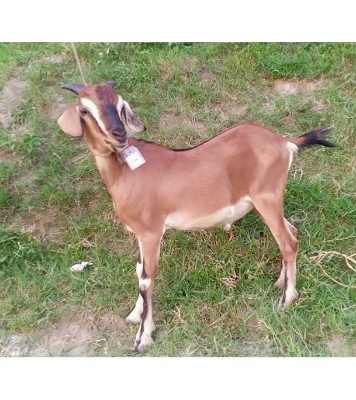 দেশী লাল ছাগল (21.6 KG) 