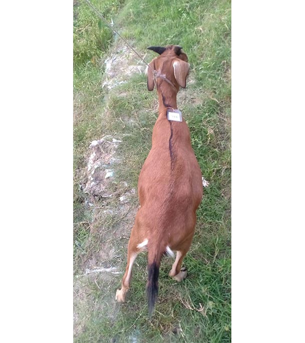 দেশী লাল ছাগল (21.6 KG) 