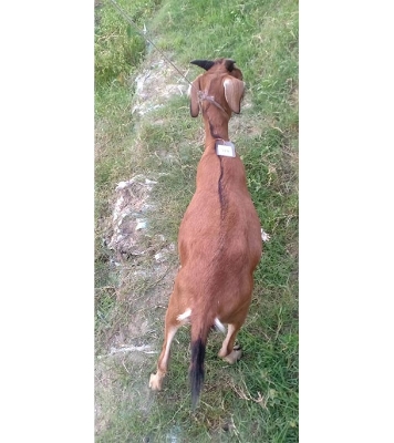 দেশী লাল ছাগল (21.6 KG) 