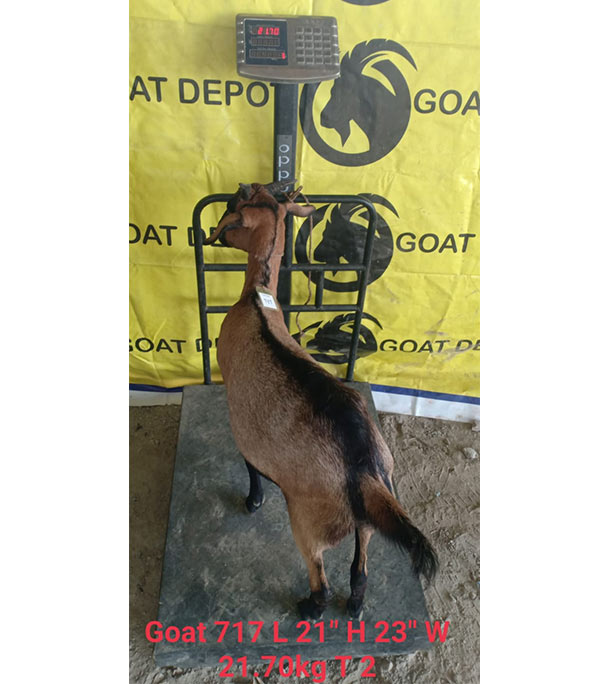 দেশী লাল ছাগল (21.7 KG) 