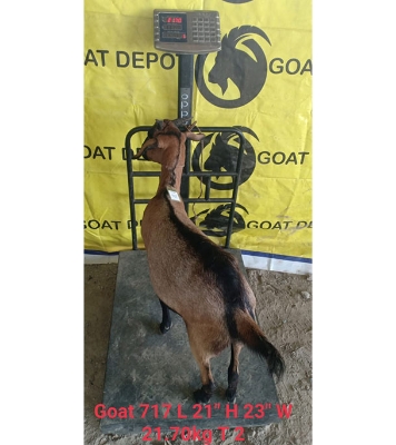 দেশী লাল ছাগল (21.7 KG) 