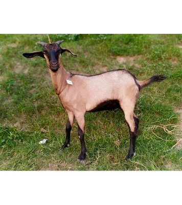 দেশী লাল ছাগল (21.7 KG) 