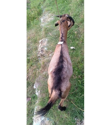 দেশী লাল ছাগল (21.7 KG) 