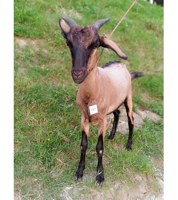 দেশী লাল ছাগল (21.7 KG) 