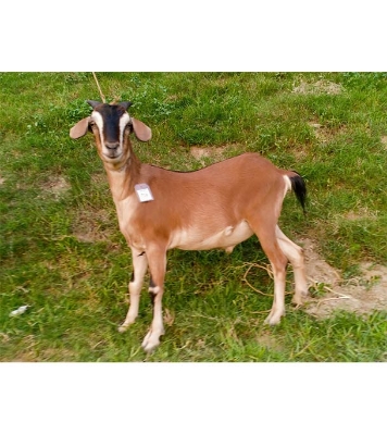 দেশী লাল ছাগল (22.4 KG) 