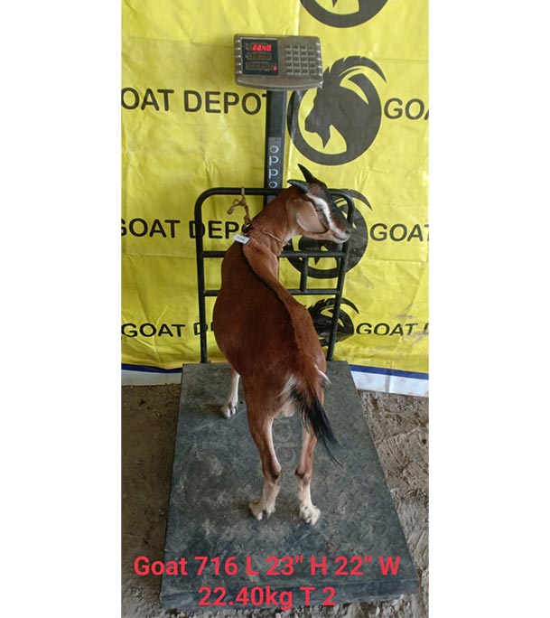 দেশী লাল ছাগল (22.4 KG) 