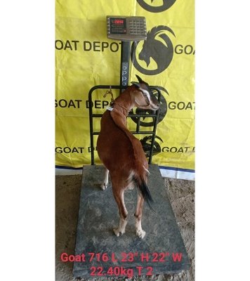 দেশী লাল ছাগল (22.4 KG) 