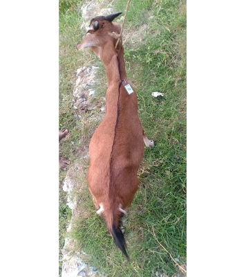 দেশী লাল ছাগল (22.4 KG) 