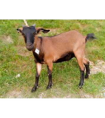 দেশী লাল ছাগল (21.25 KG) 