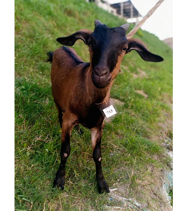 দেশী লাল ছাগল (21.25 KG) 