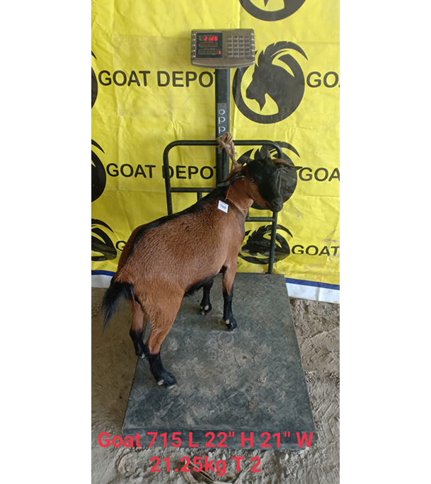 দেশী লাল ছাগল (21.25 KG) 