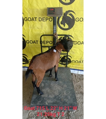 দেশী লাল ছাগল (21.25 KG) 