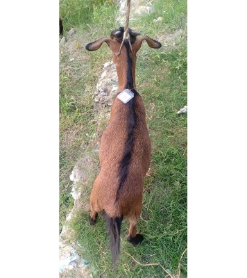 দেশী লাল ছাগল (21.25 KG) 